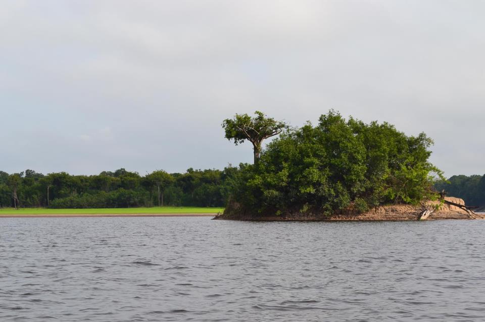 Ilhota arborizada no rio, no Parque Nacional de Anavilhanas, Amazonas.